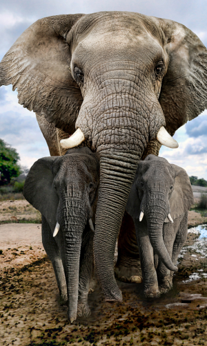 3 Days – 3 Pearls Tarangire, Ngorongoro & Lake Manyara