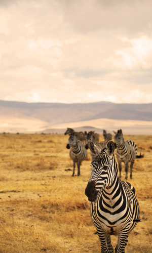 5 Days Premium Wildlife & Culture Experience – Tarangire & Serengeti & Ngorongoro & Lake Eyasi