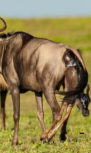 6 Days Premium Private Safari – Calving Season in Southern Serengeti