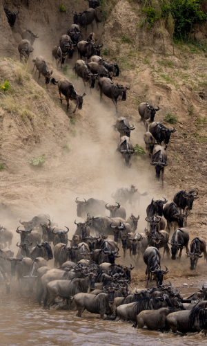 7 Days Mid Range – Great Migration Private Safari to Mara River Crossing