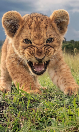2 Days / 1 Night for Zanzibar Guests in Tarangire NP & Ngorongoro Crater