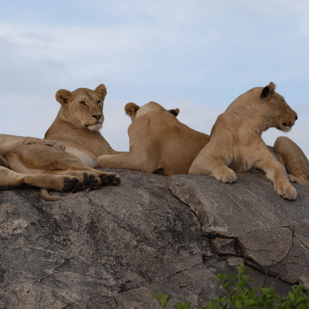 serengeti national park