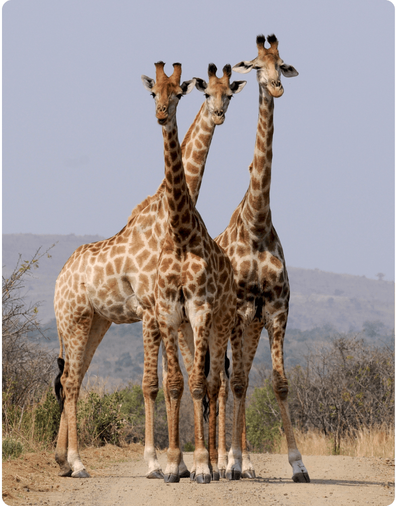 Giraffes