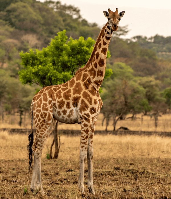 Busting 7 Common Safari Myths