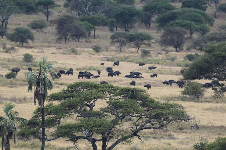 Busting 7 Common Safari Myths