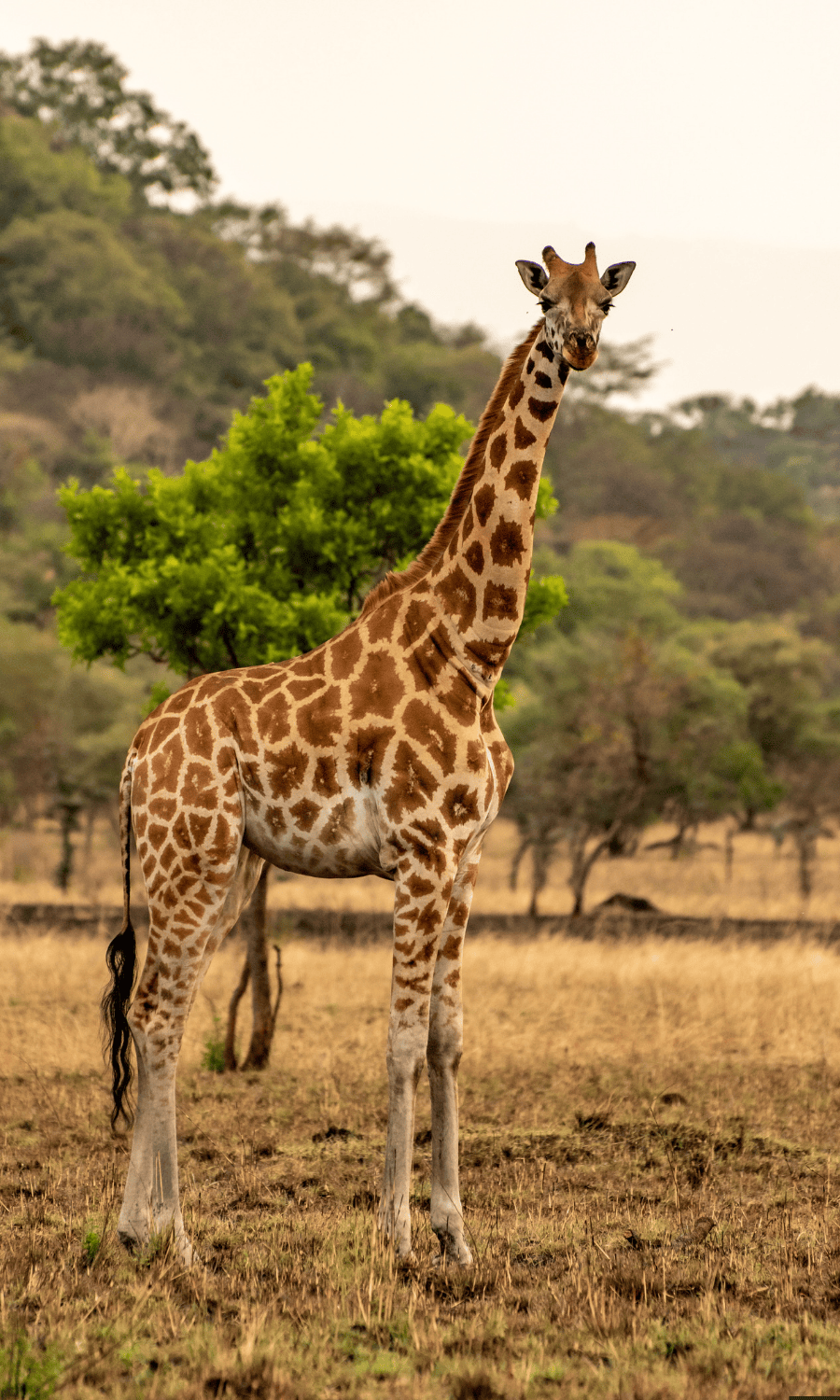 Tarangire NationaL Park