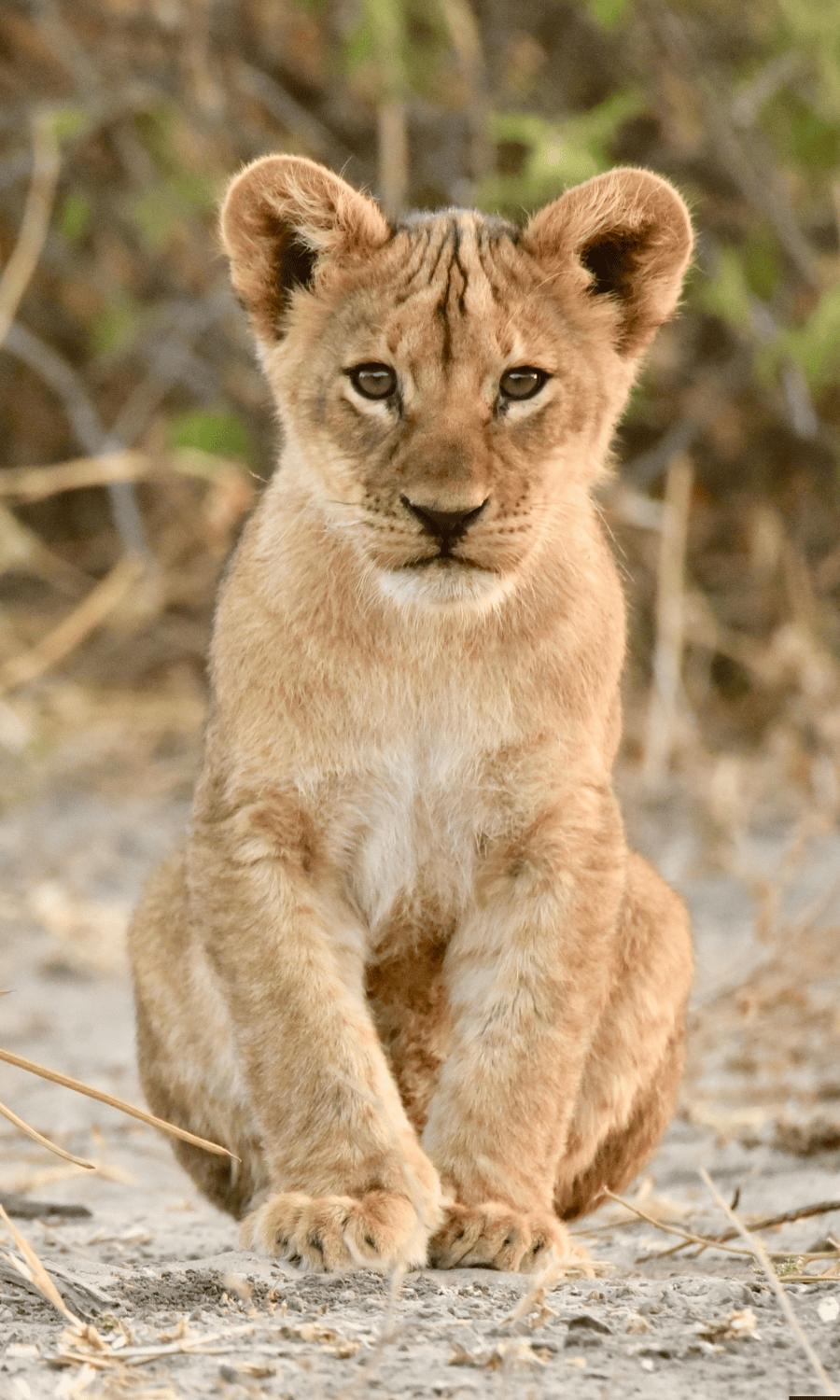 Tarangire NationaL Park
