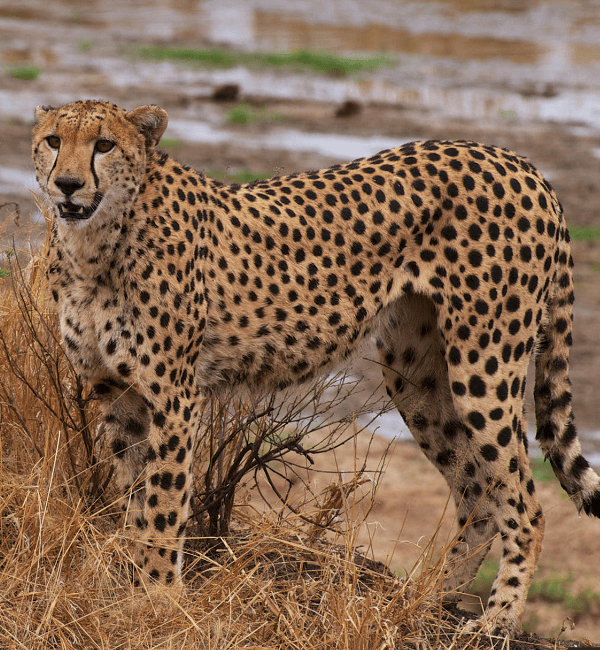 tarangire national park