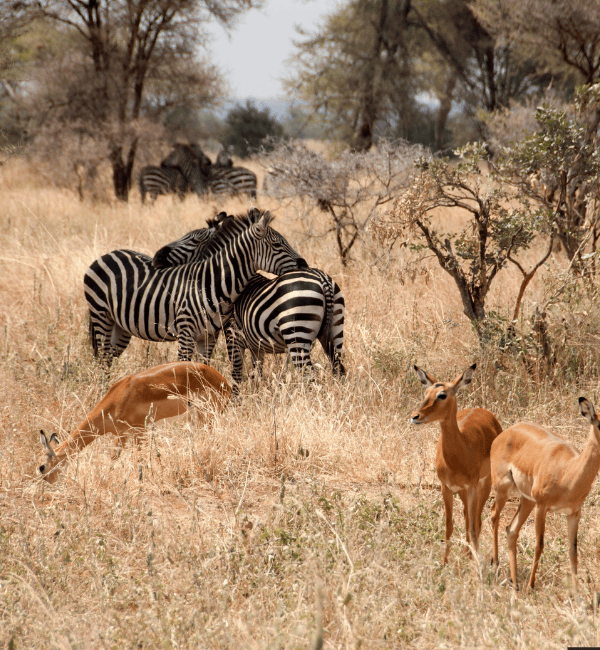 tarangire national park