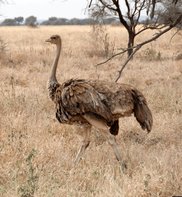 Tarangire NationaL Park