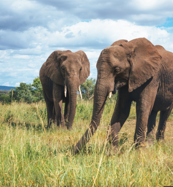 tarangire national park