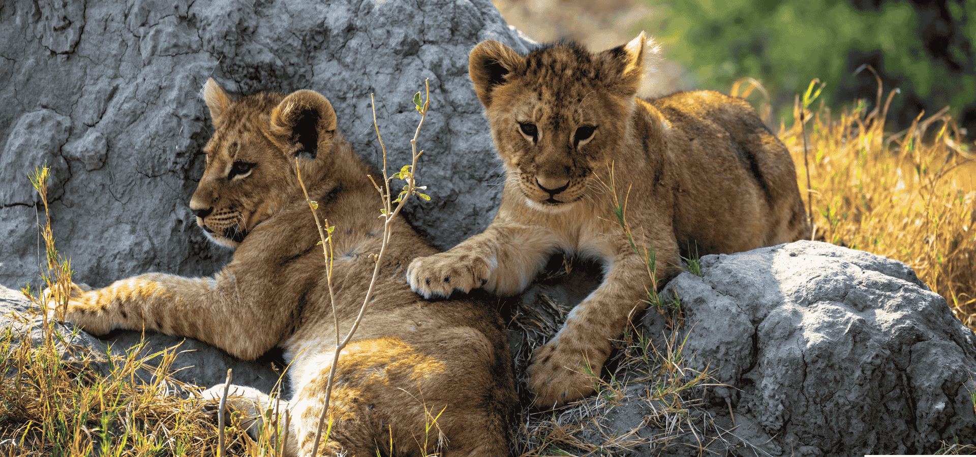 Busting 7 Common Safari Myths