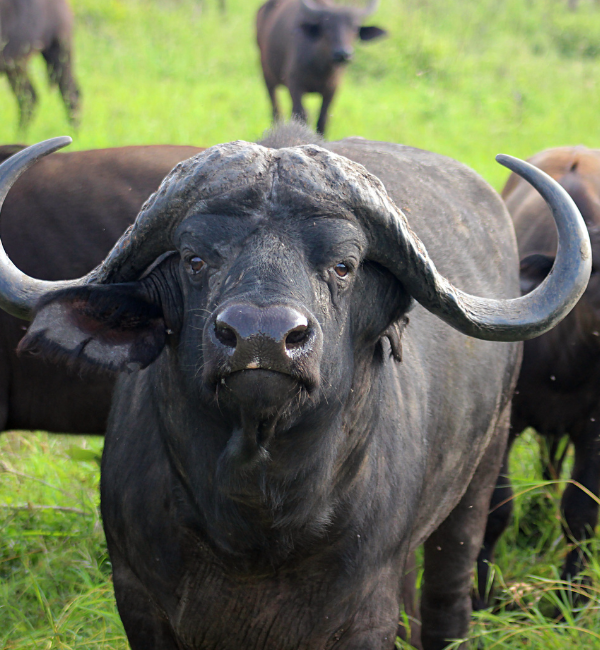 African Buffalo – Forces of the Wilderness