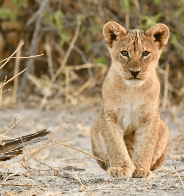 Discover Tanzania’s Natural Wonders and Learn Swahili Along the Way