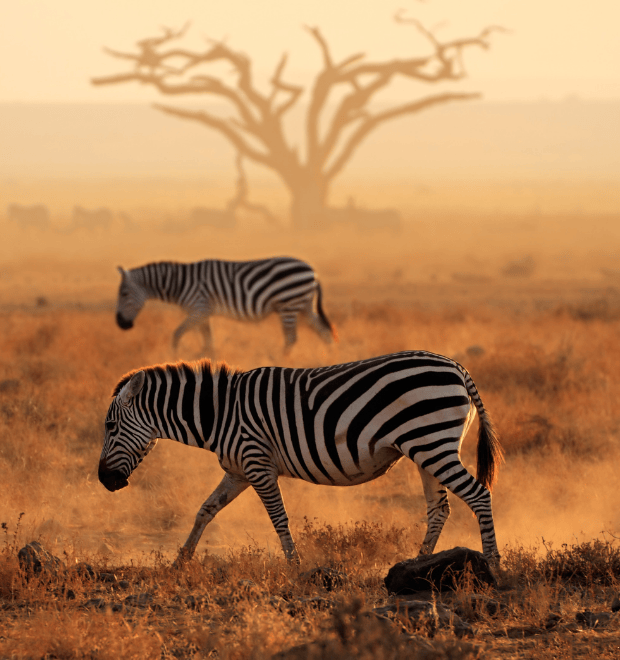 Discover Tanzania’s Natural Wonders and Learn Swahili Along the Way