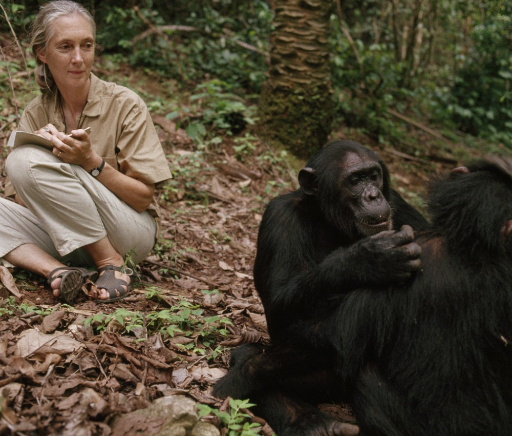 The Forest of Jane Goodall’s Legacy