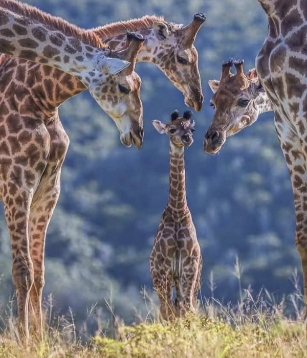 ARUSHA NATIONAL PARK