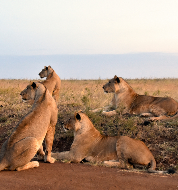 Discover Tanzania’s Natural Wonders and Learn Swahili Along the Way